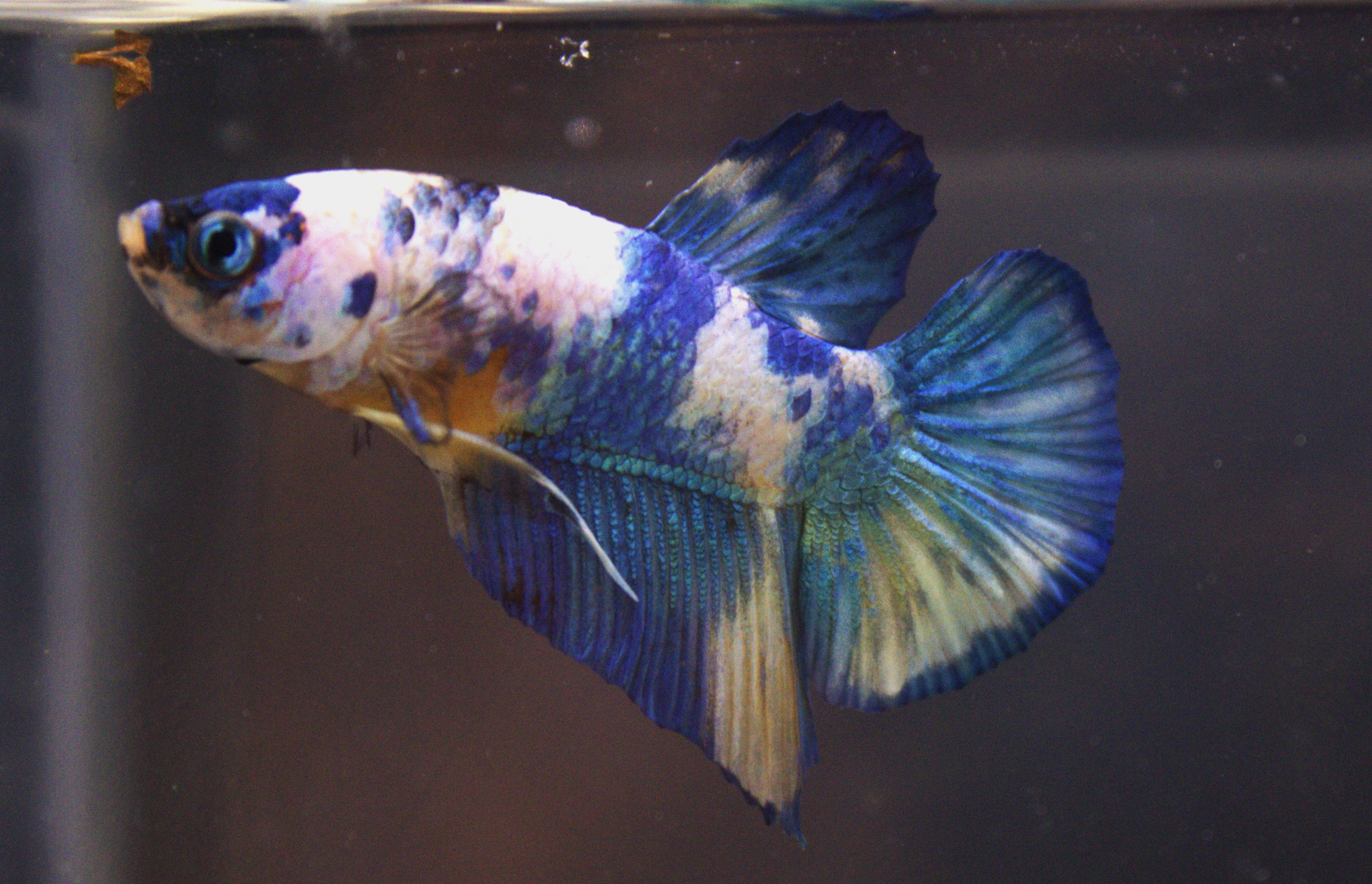 Plakat Koi Yellow - PK00017