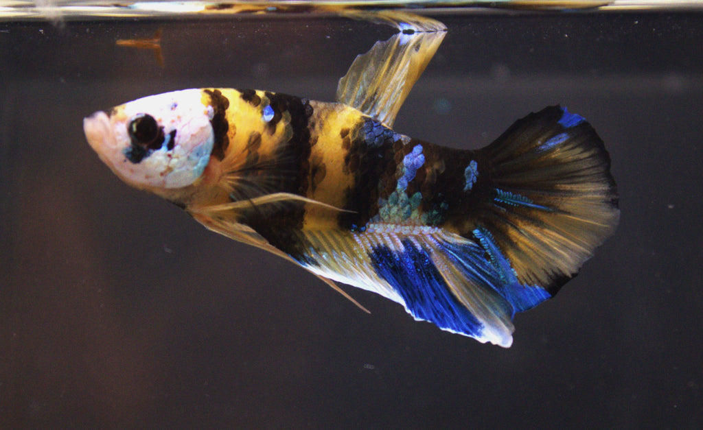 Plakat Koi Yellow - PK00020