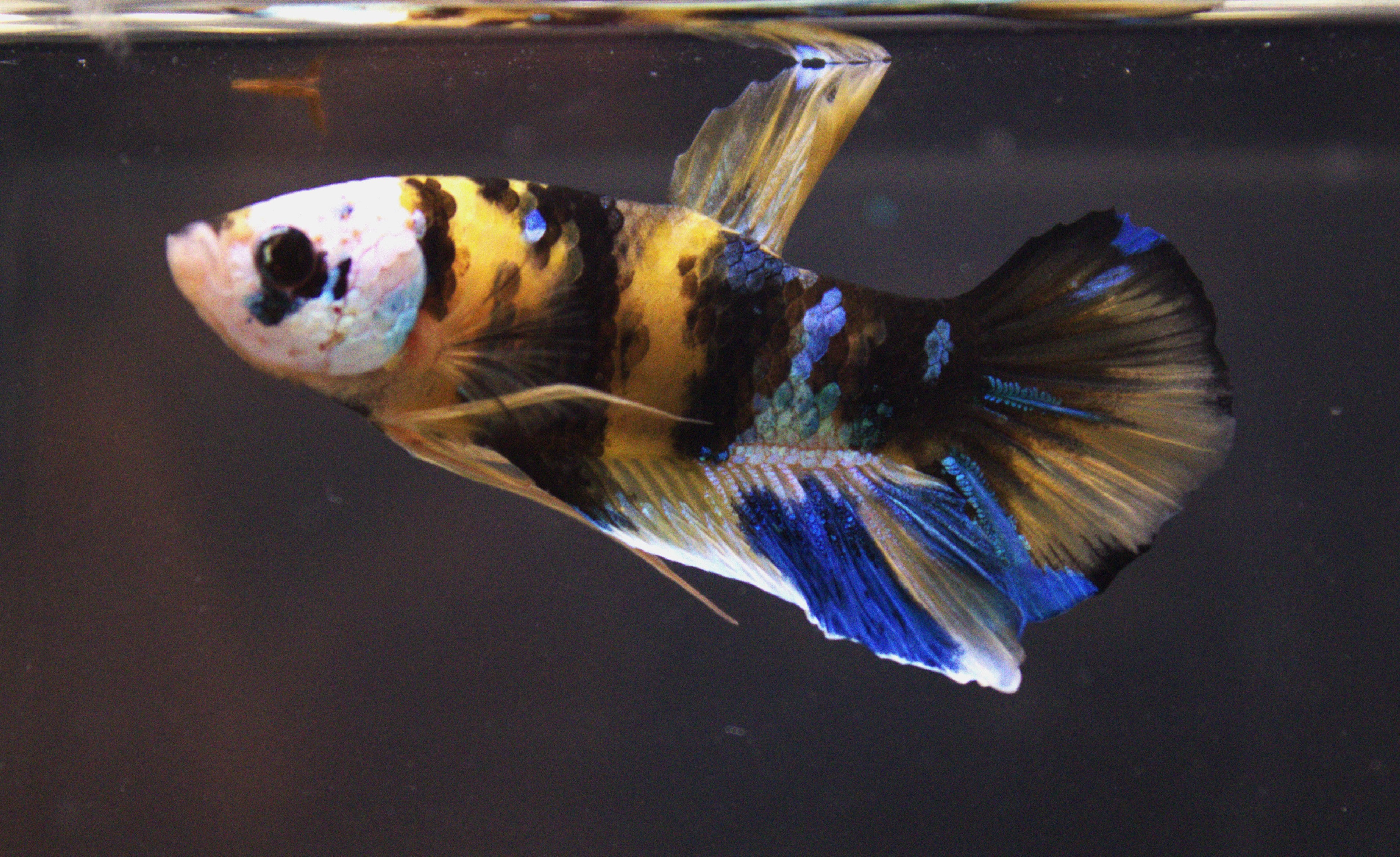 Plakat Koi Yellow - PK00020