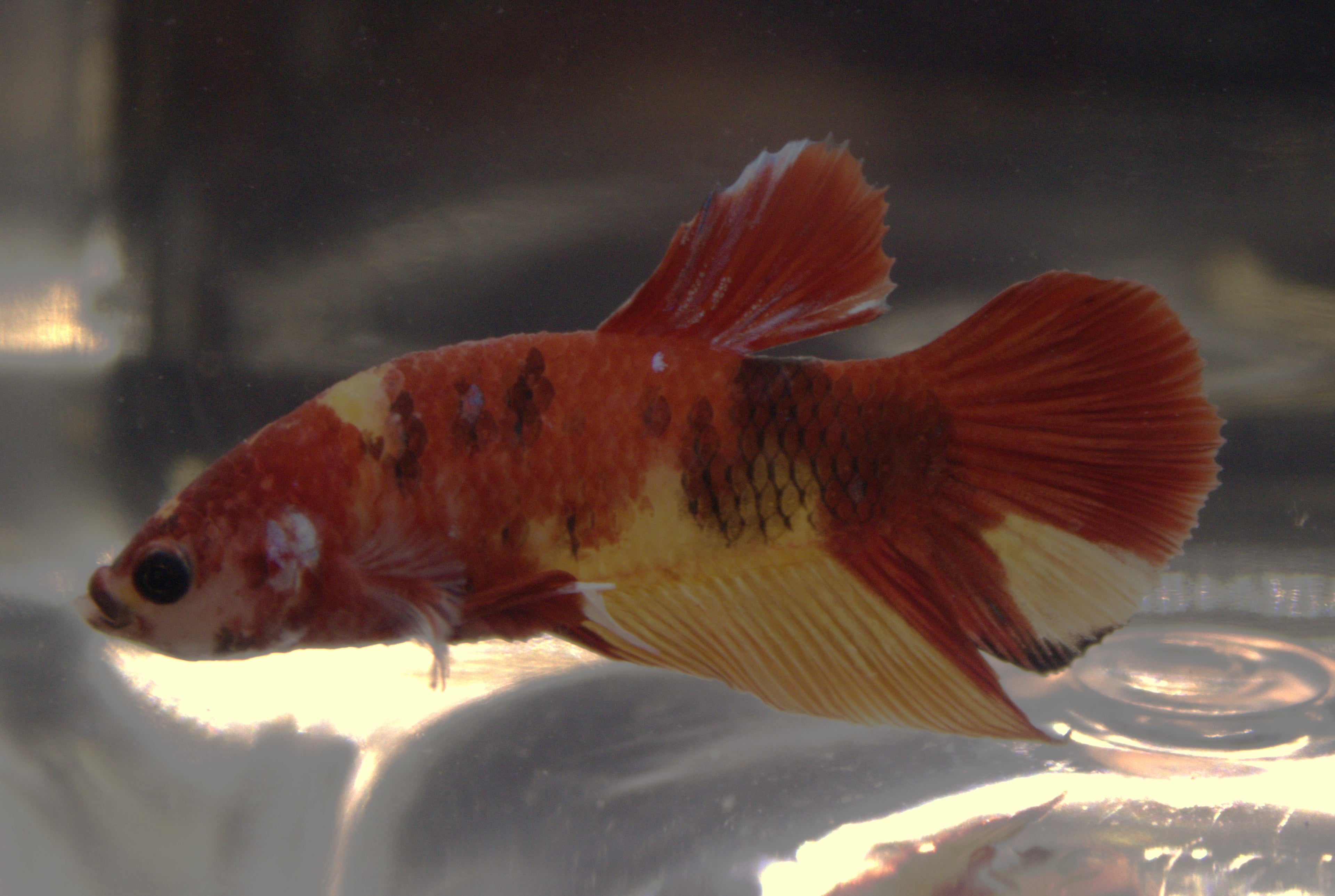 Plakat Koi - PK00012