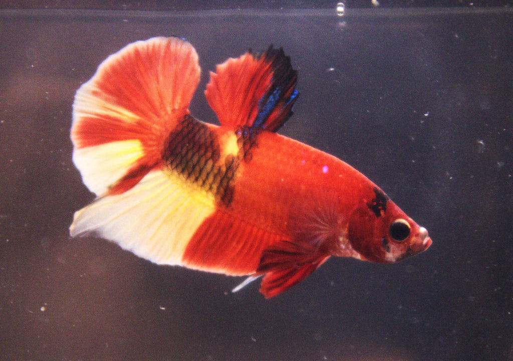 Plakat Koi - PK00013