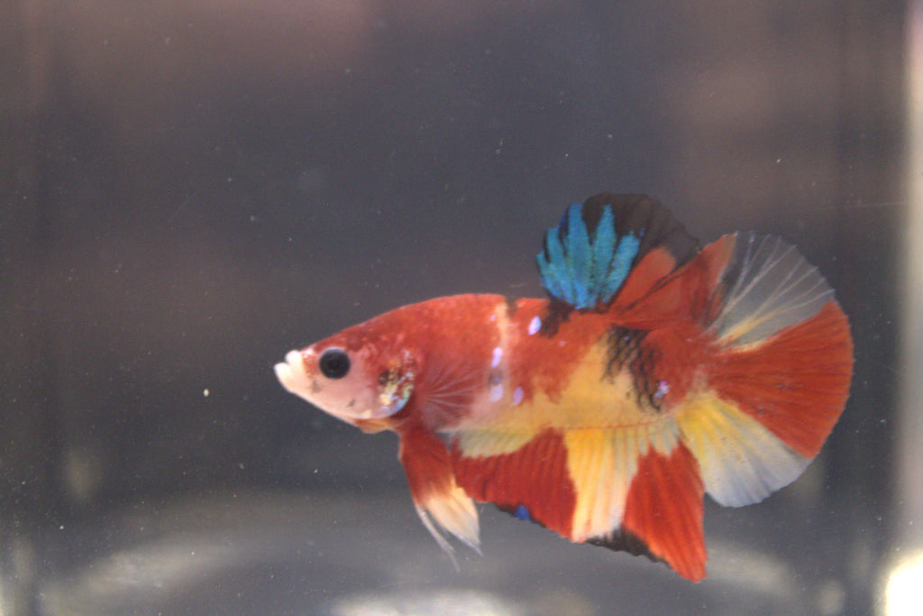 Plakat Koi - PK00005