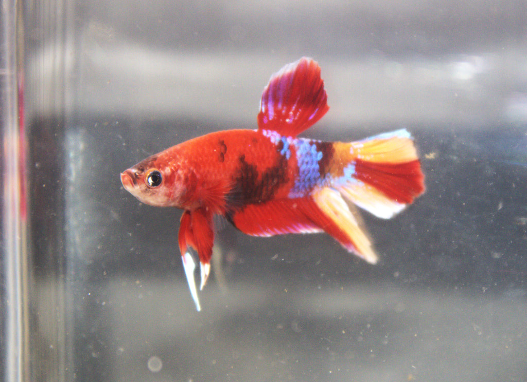 Plakat Koi - PK00007