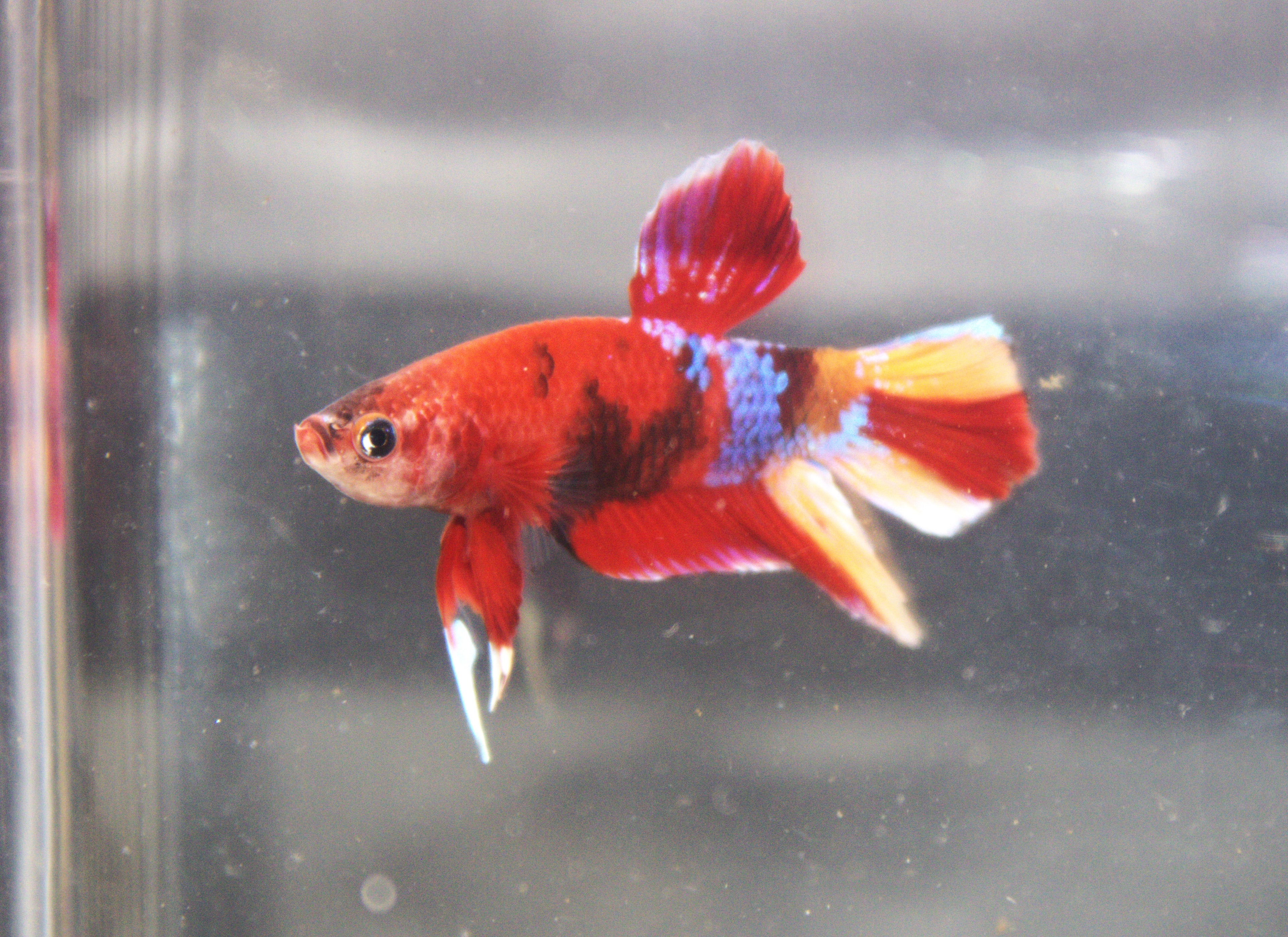 Plakat Koi - PK00007