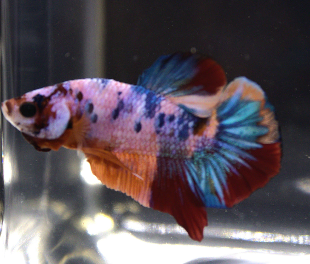 Plakat Koi - PK00008