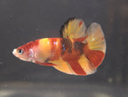 Plakat Koi - PK00009