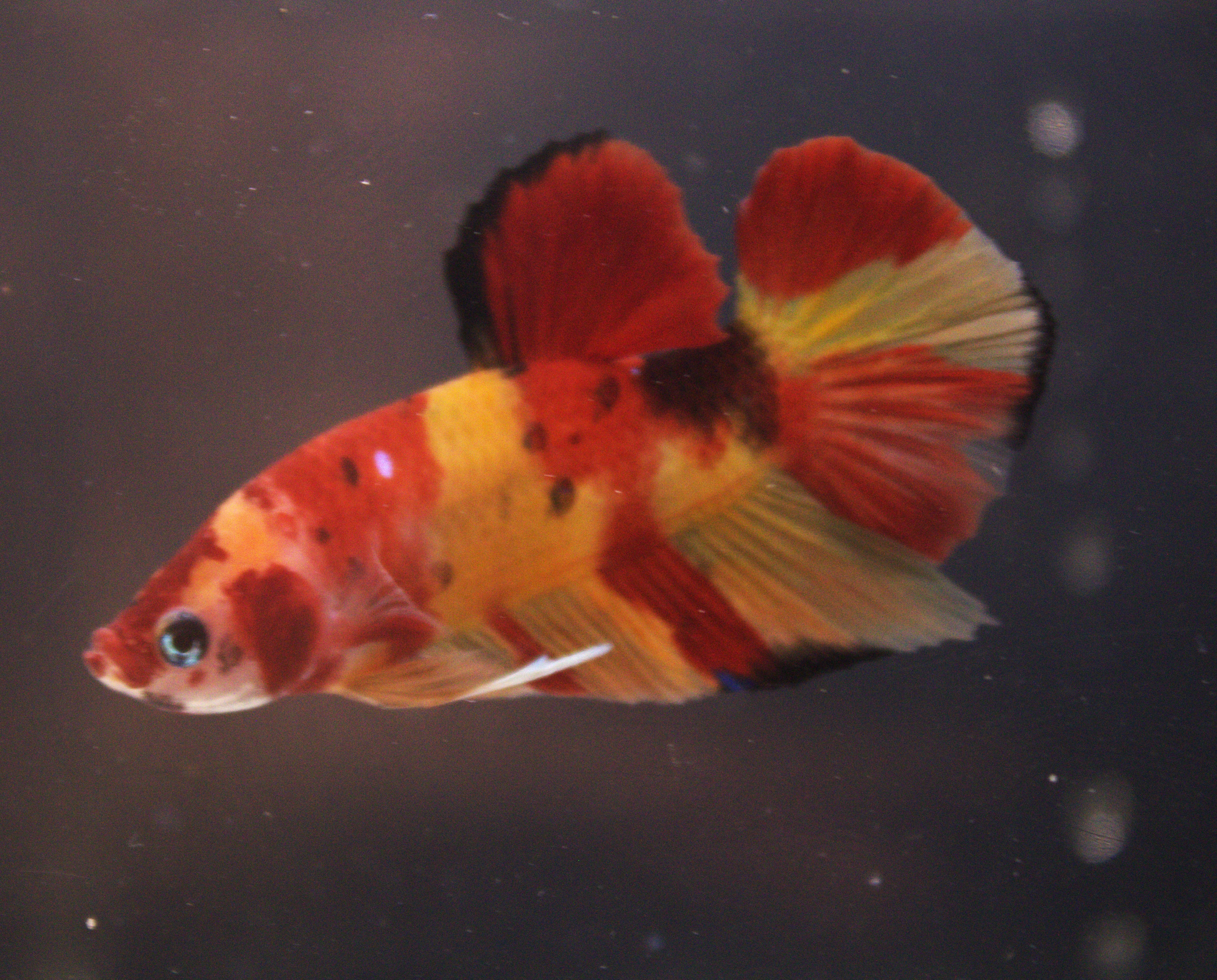 Plakat Koi - PK00010