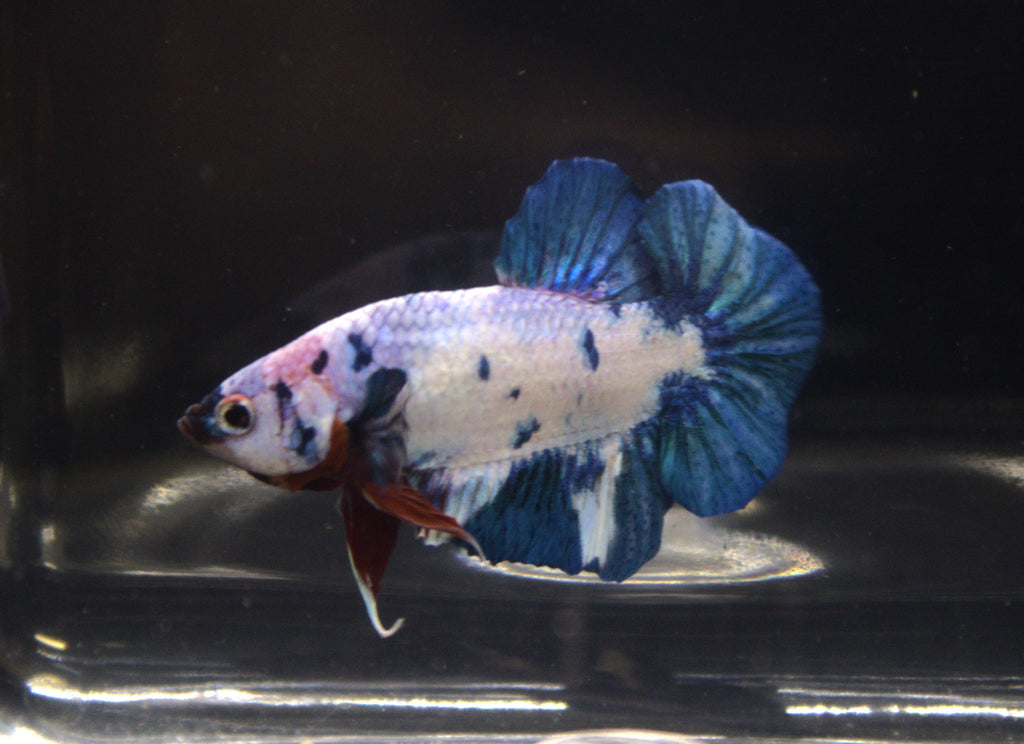 Plakat Marble - PK00003