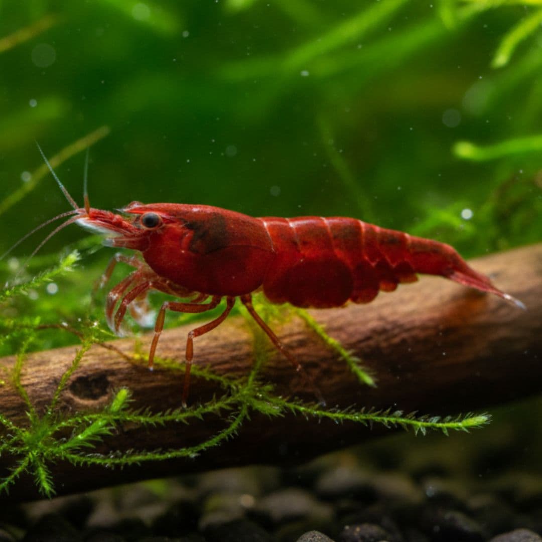 Neocaridina Davidi Bloody Mary