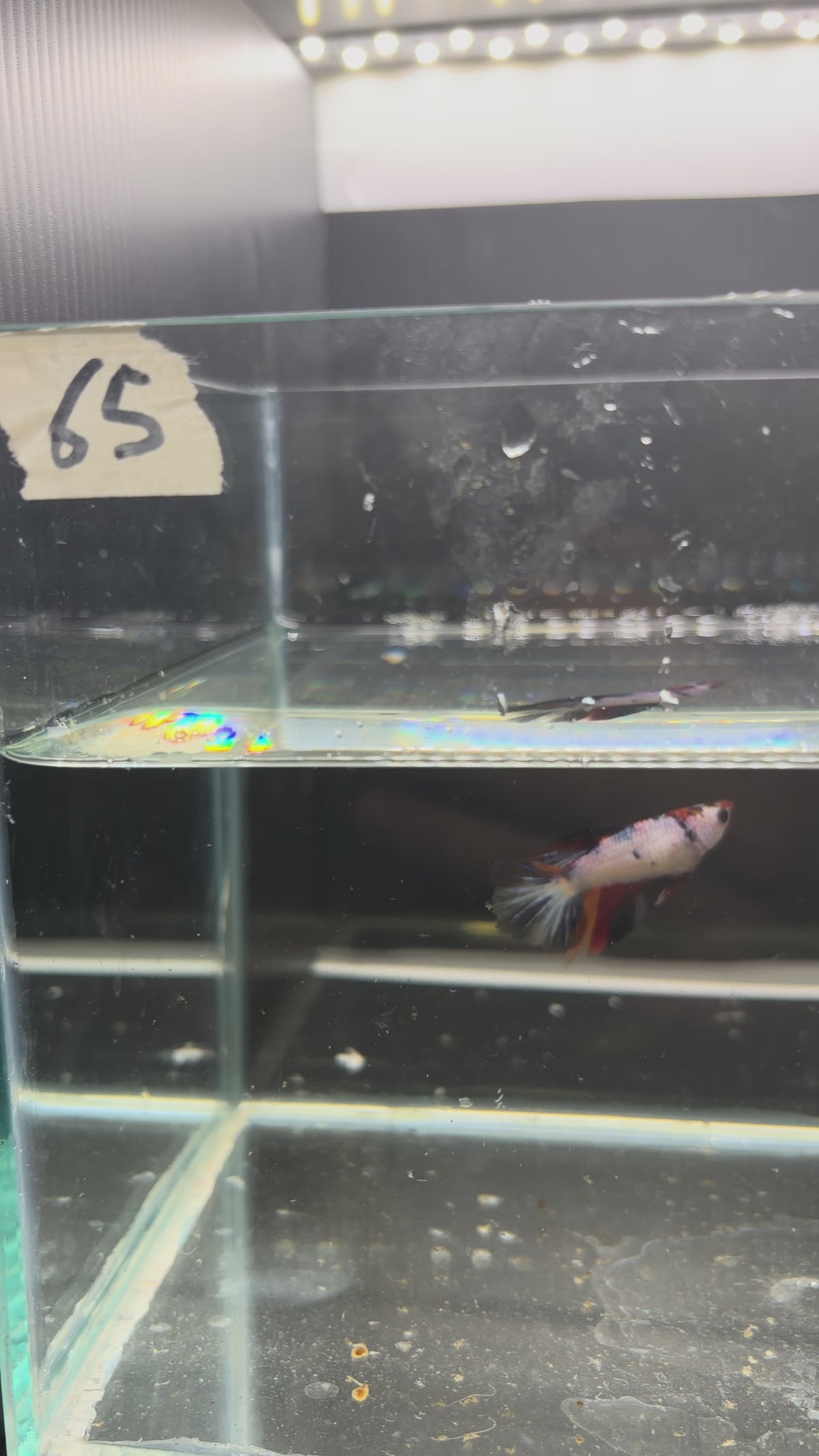 Halfmoon multicolor (Female)HM65