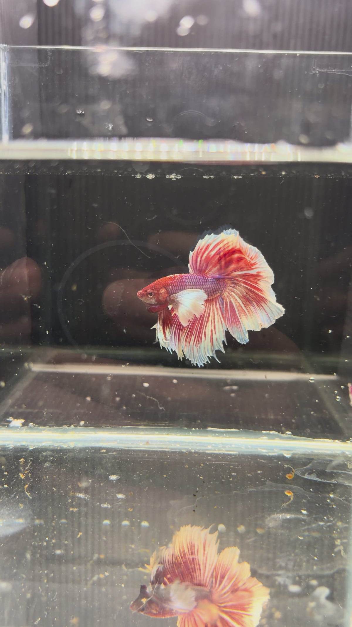 Plakat dumbo pink PK56(male)