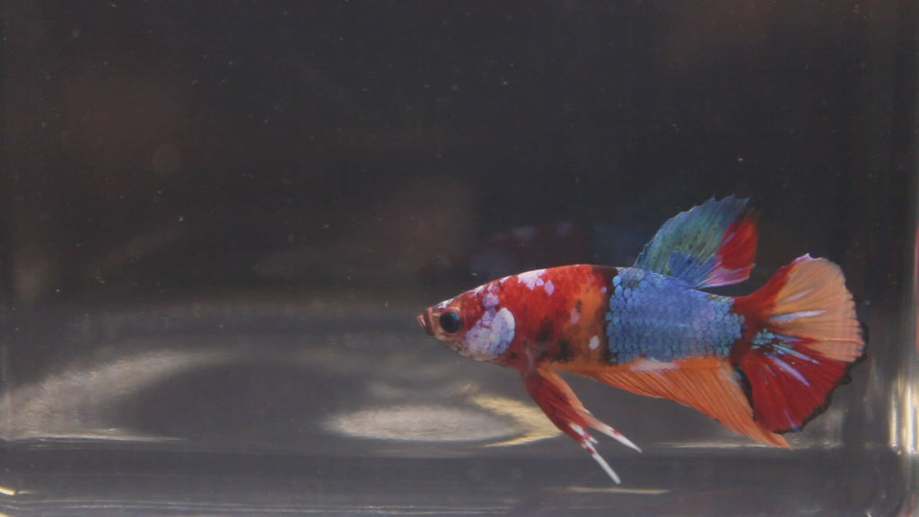 Plakat Koi - PK00006