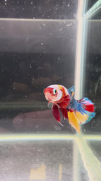 Plakat Nemo Candy 19