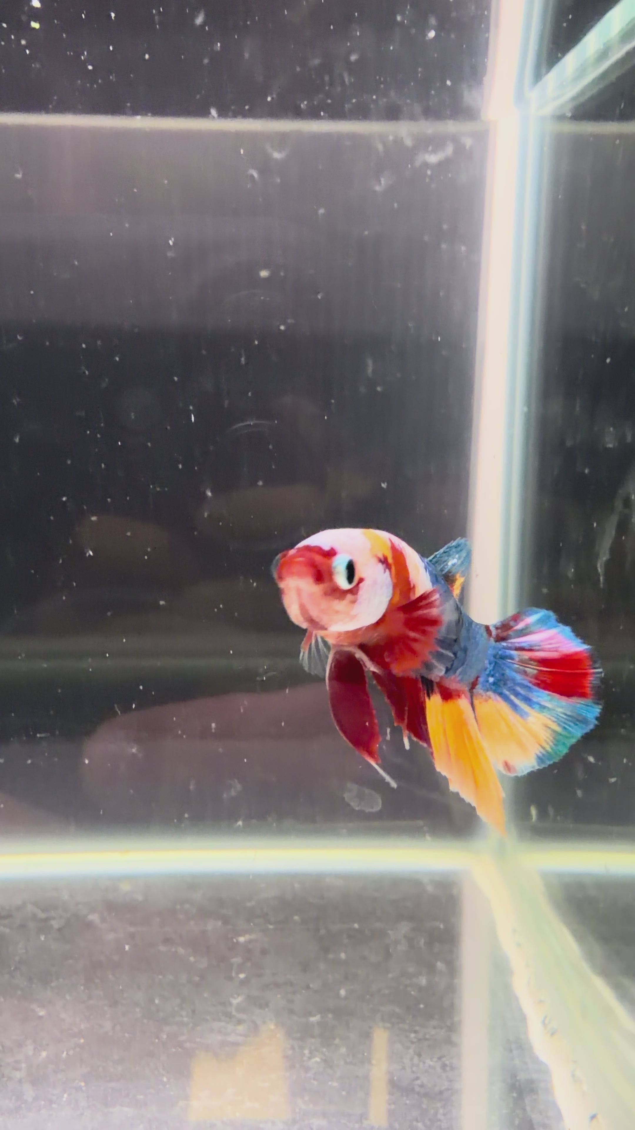 Plakat Nemo Candy 19