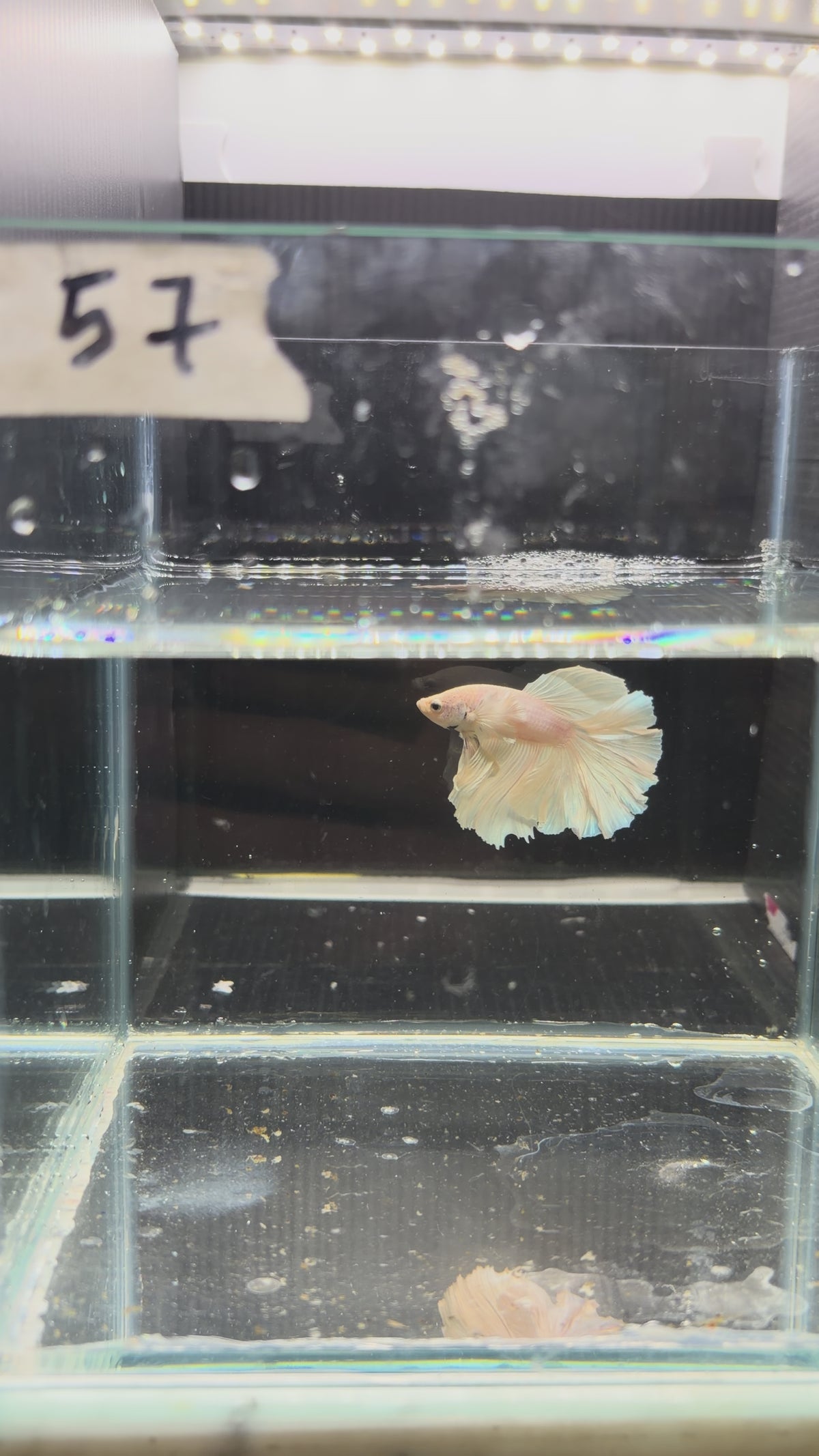 Plakat dumbo white platinum PK57(male)