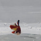 Plakat Koi - PK00005