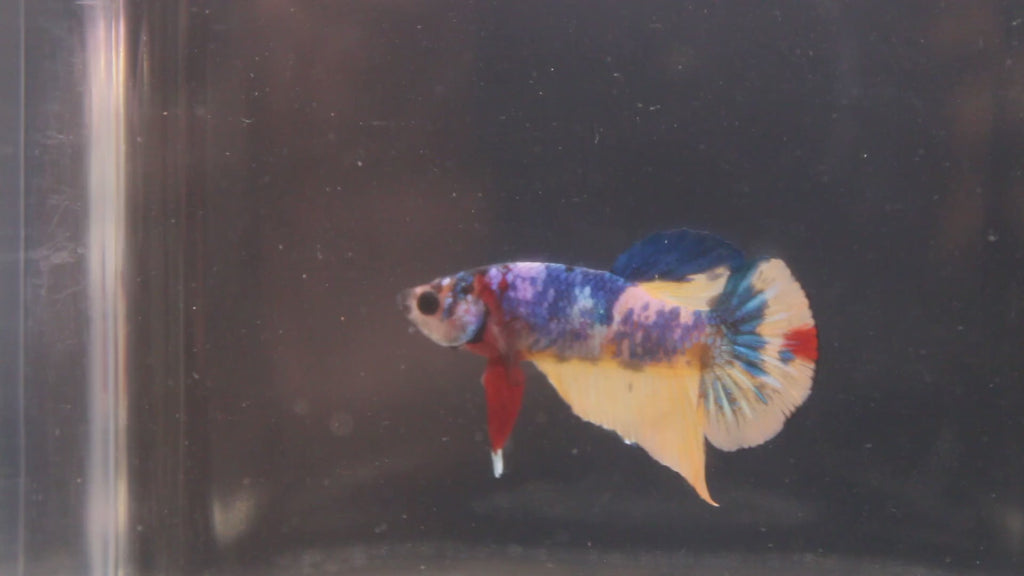 Plakat Koi Yellow - PK00016