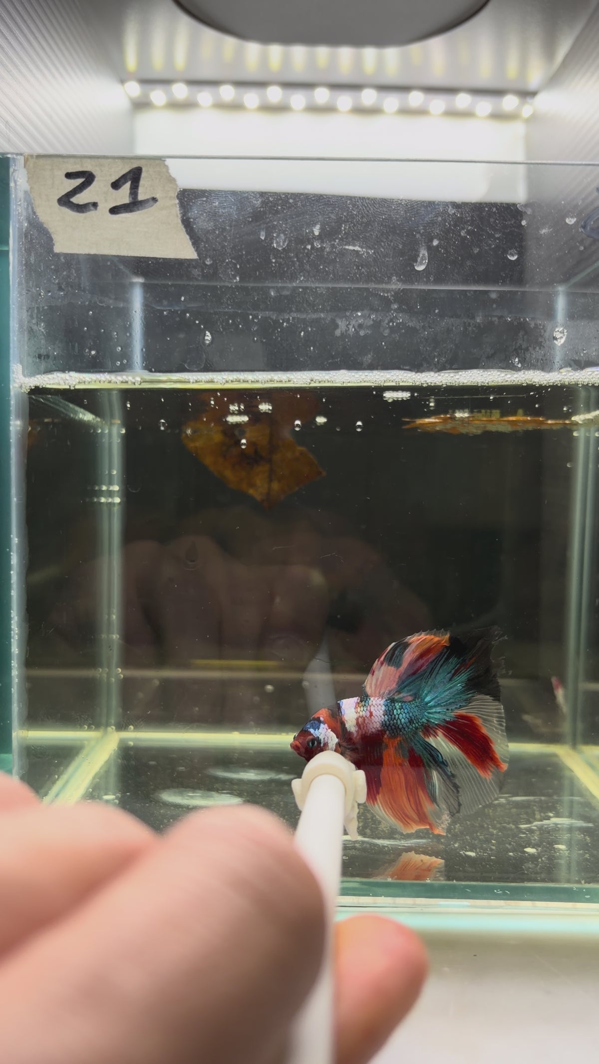 Halfmoon multicolor candy HM21 (male)