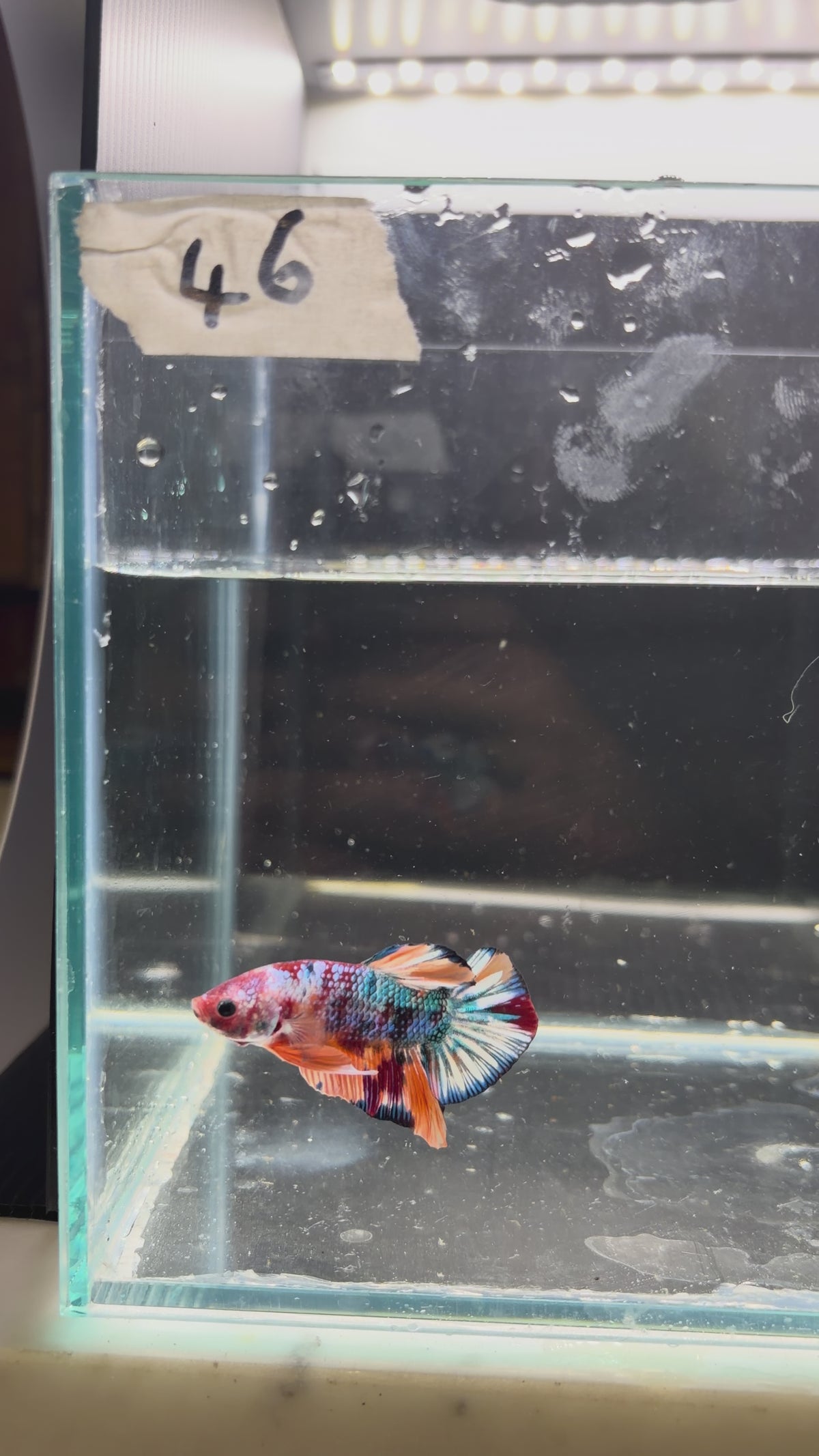 Plakat multicolor metallic candy HMPK46(male)