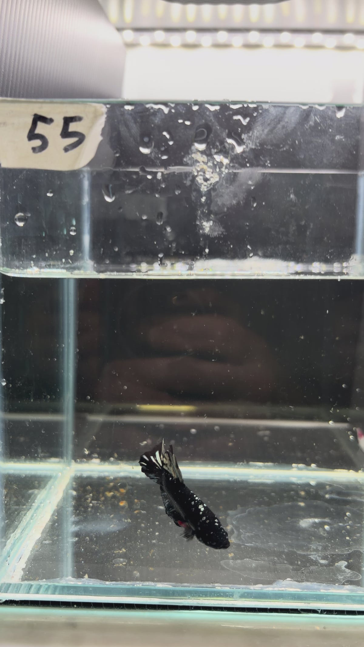 Plakat avatar gold HMPK55(male)
