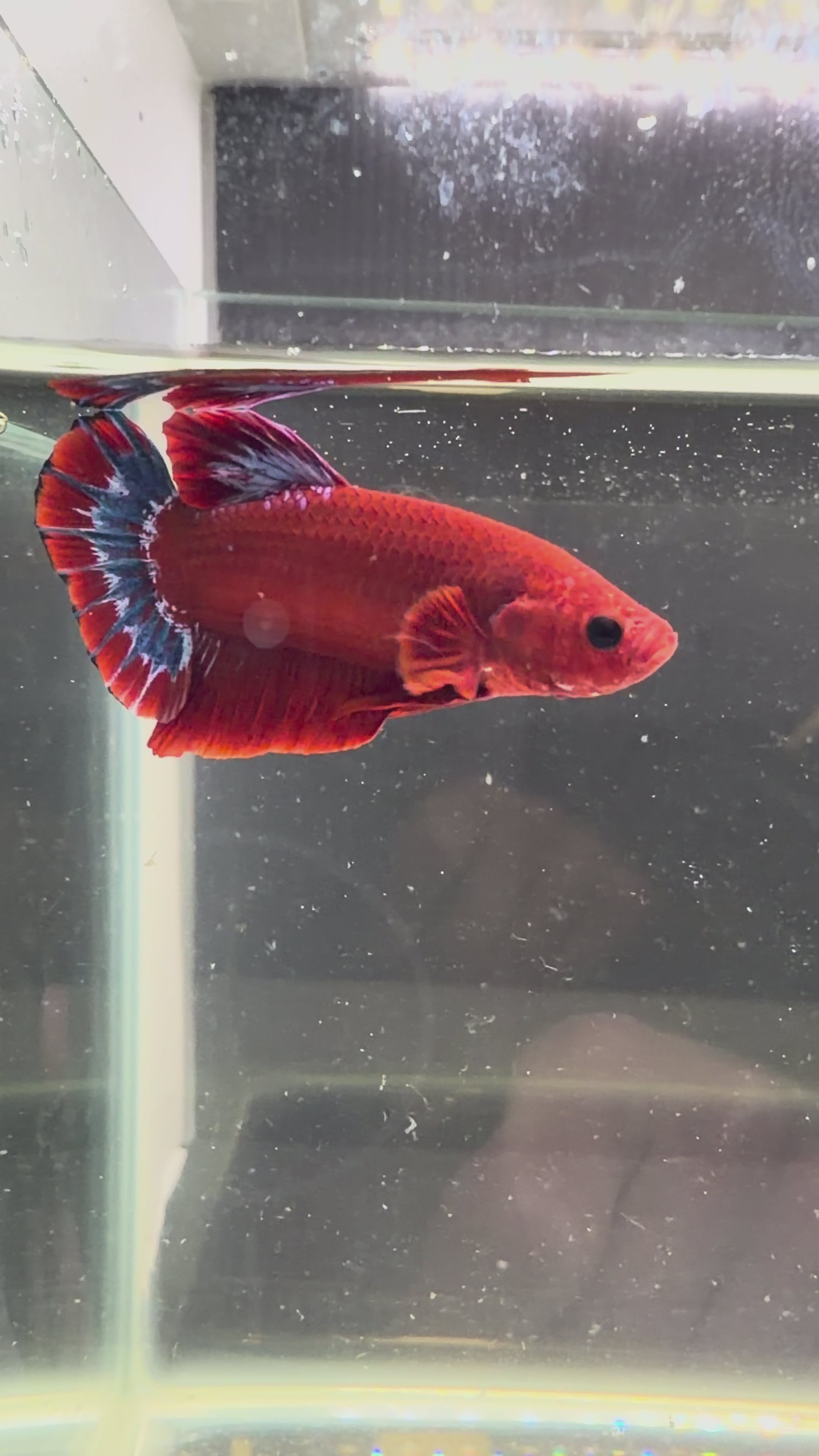Plakat Hellboy coda blu e bianca 36
