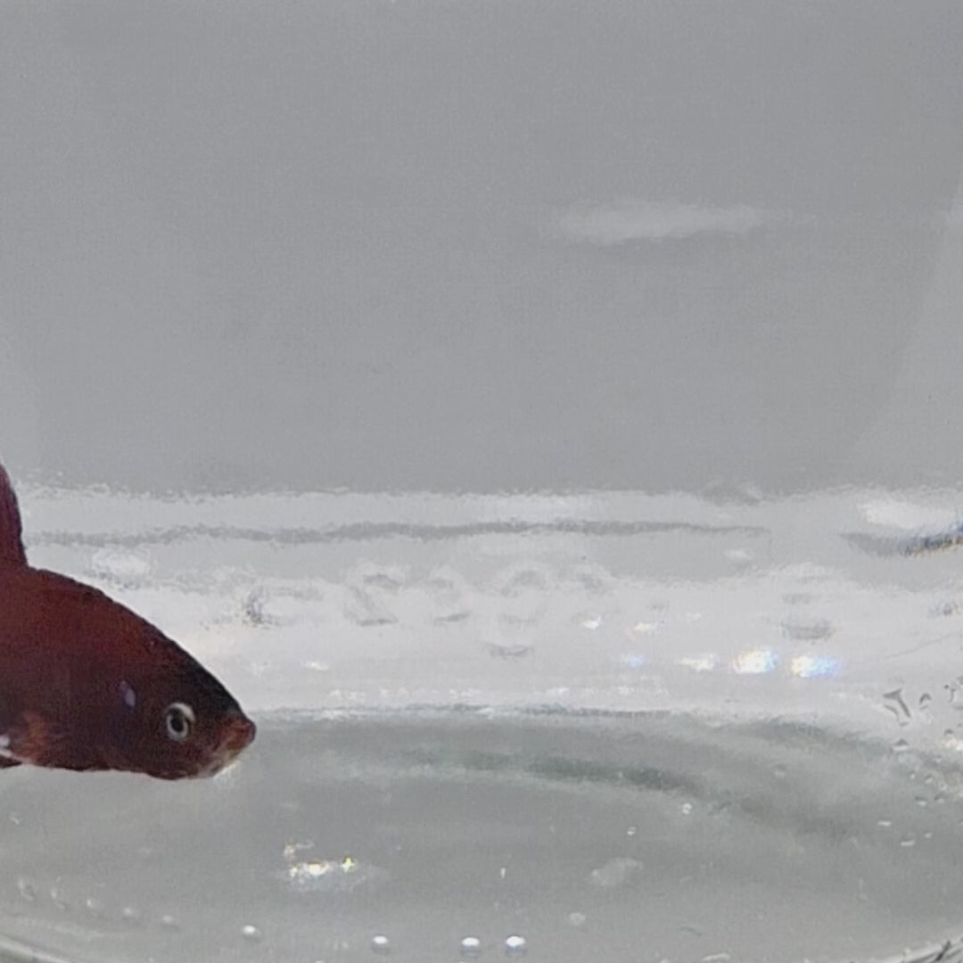 Plakat Koi - PK00007