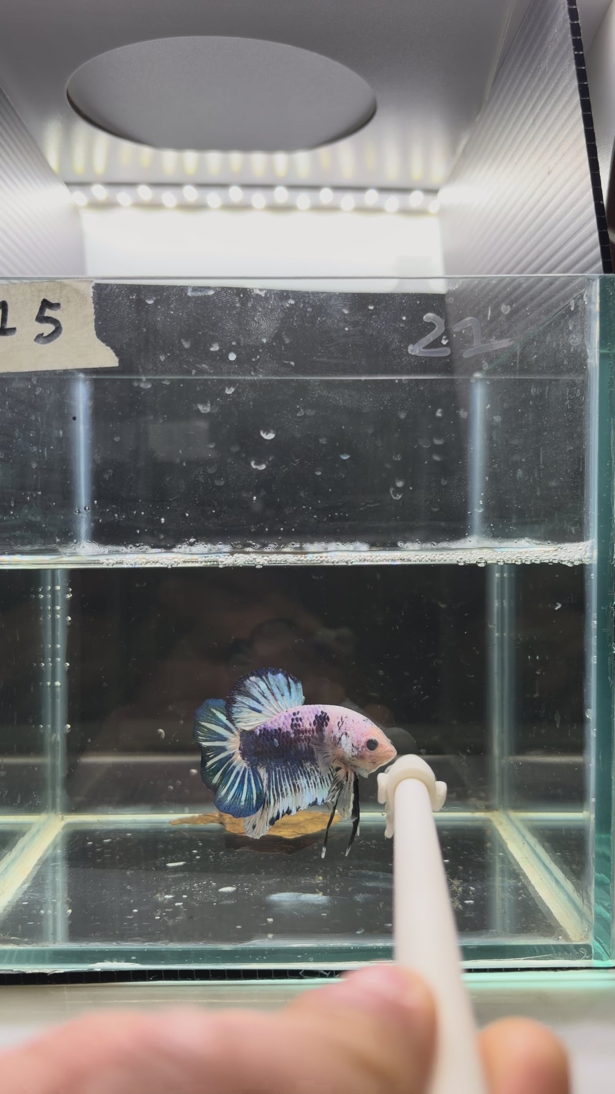Plakat giant marble blu HMPK 15(male)