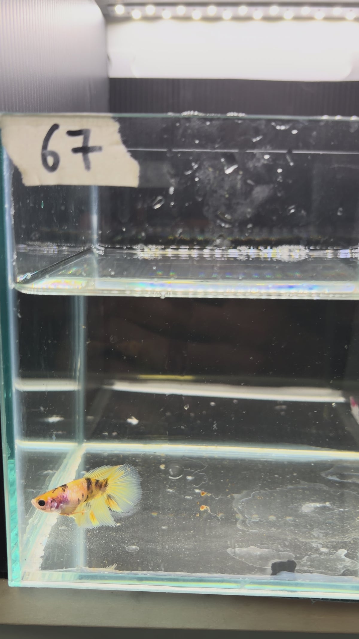 Halfmoon multicolor (Female)HM67