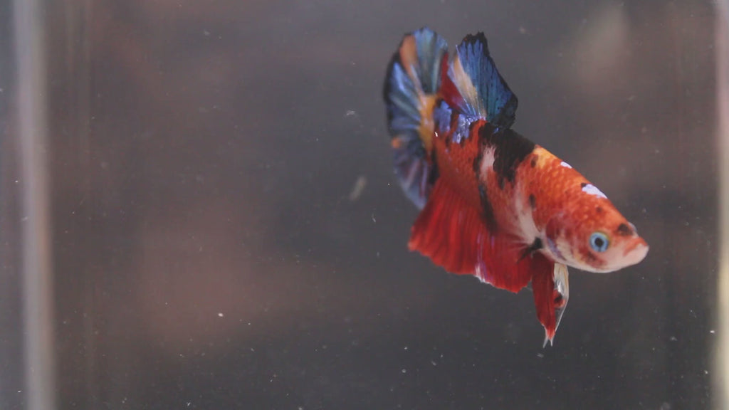 Plakat Koi - PK00011