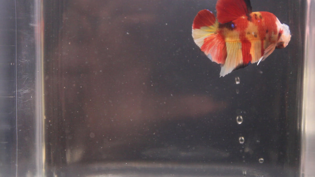 Plakat Koi - PK00010