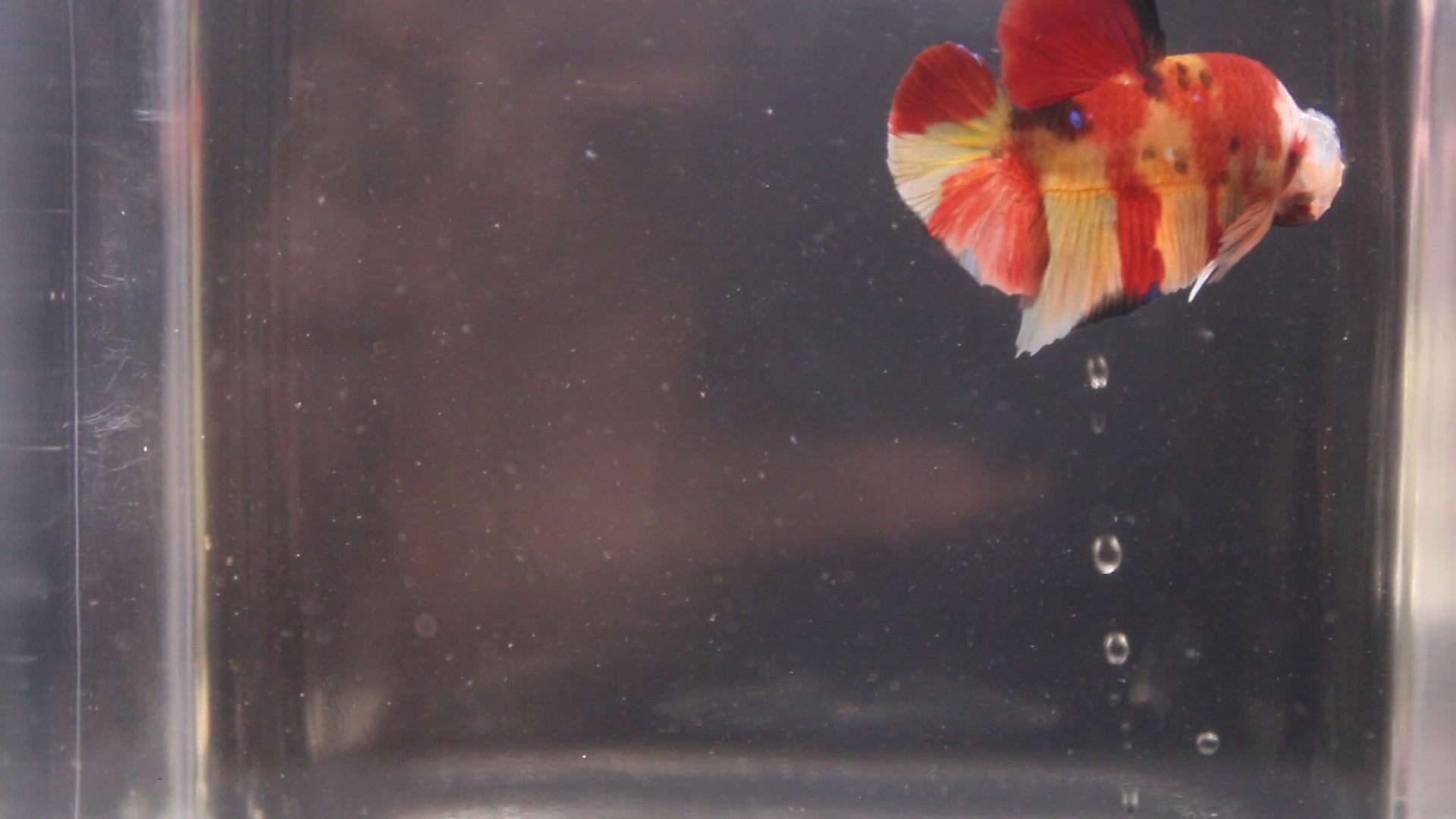 Plakat Koi - PK00010