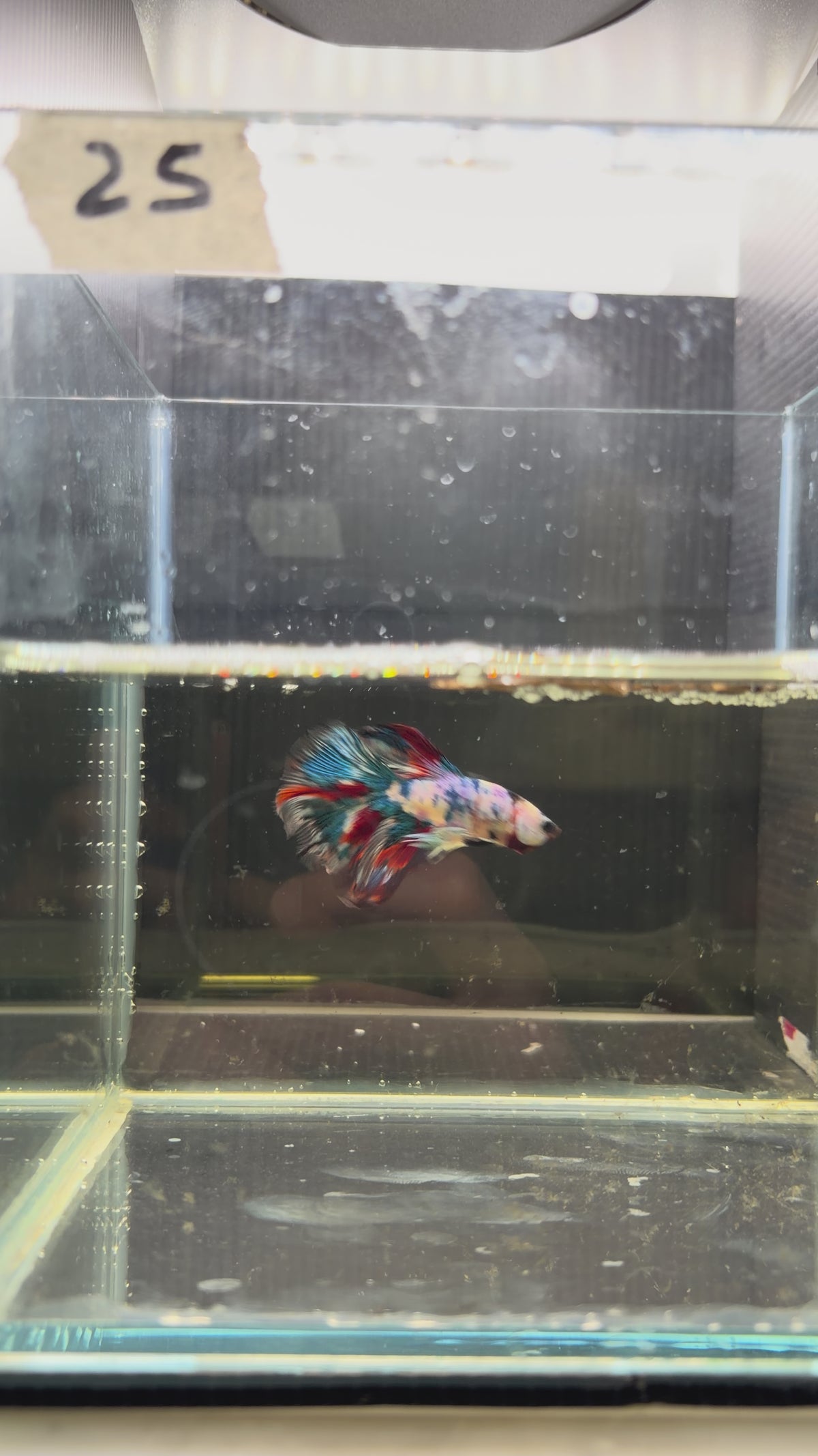 Halfmoon multicolor candy HM25
