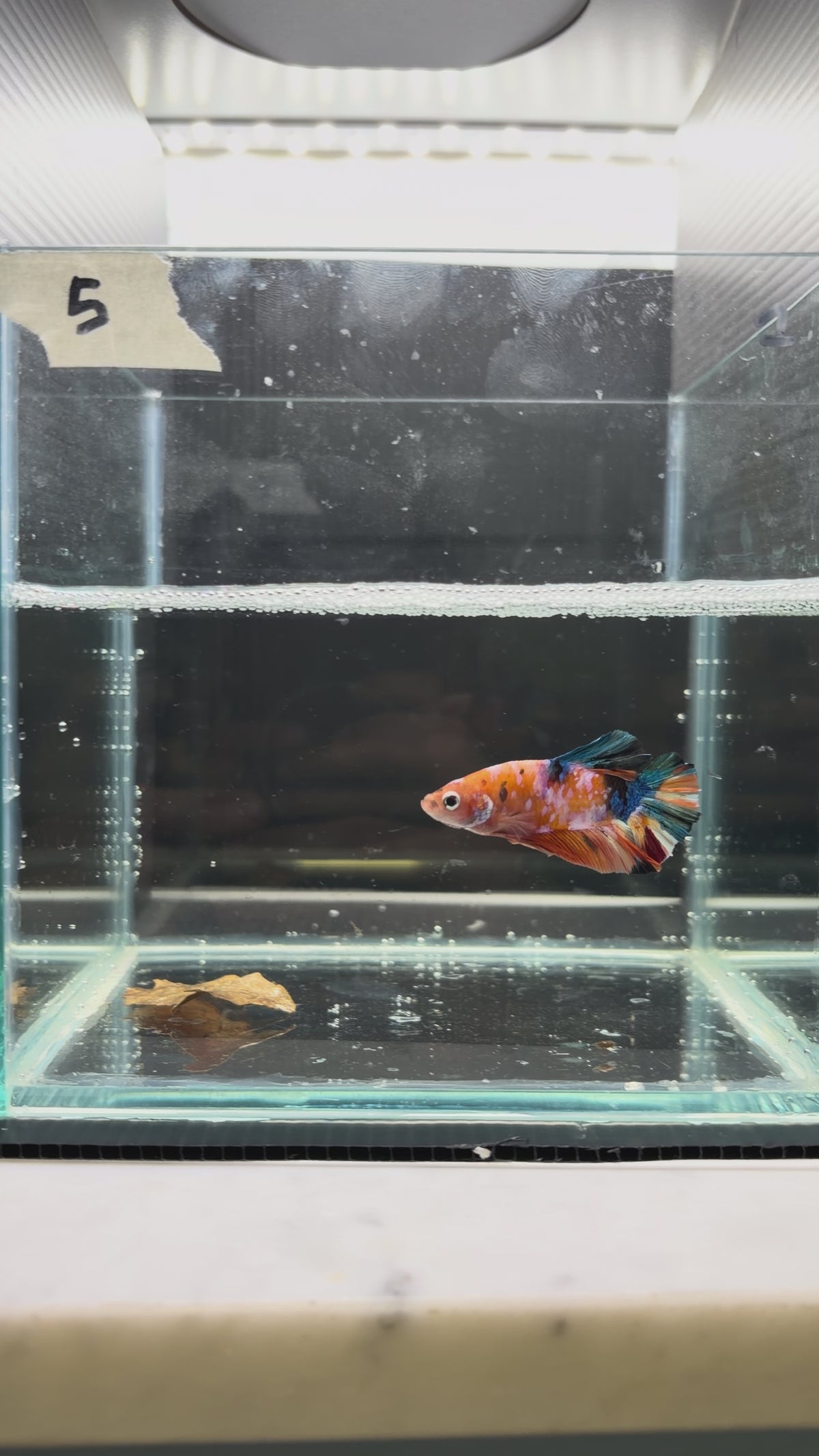 Plakat multicolor candy HMPK 5(male)
