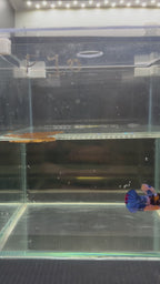 Plakat blue Candy (FEMMINA)