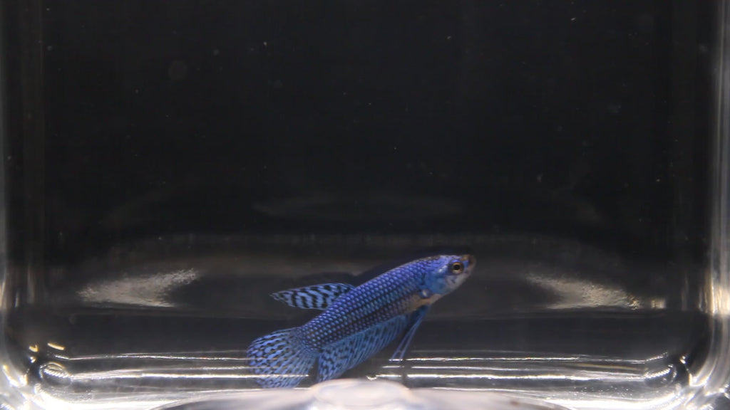 Alien Blue Femmina - AL00007