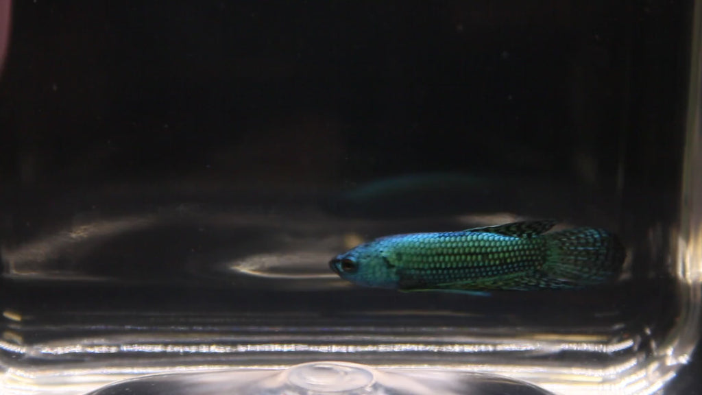 Alien Green Maschio - AL00004