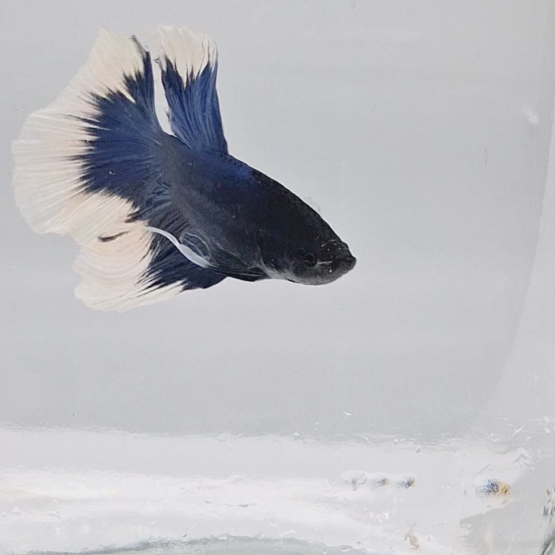 Halfmoon Blue Butterfly - HM00024