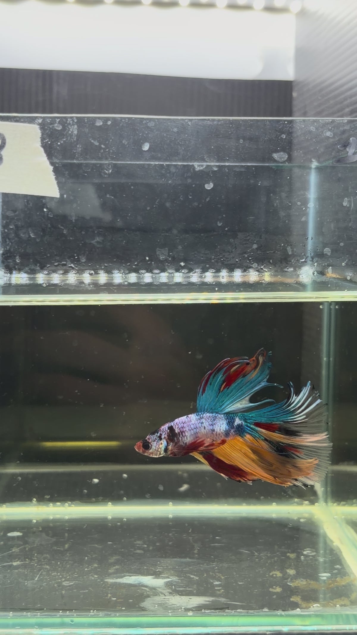 Halfmoon multicolor candy HM28