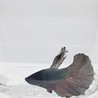 Halfmoon Copper - HM00039