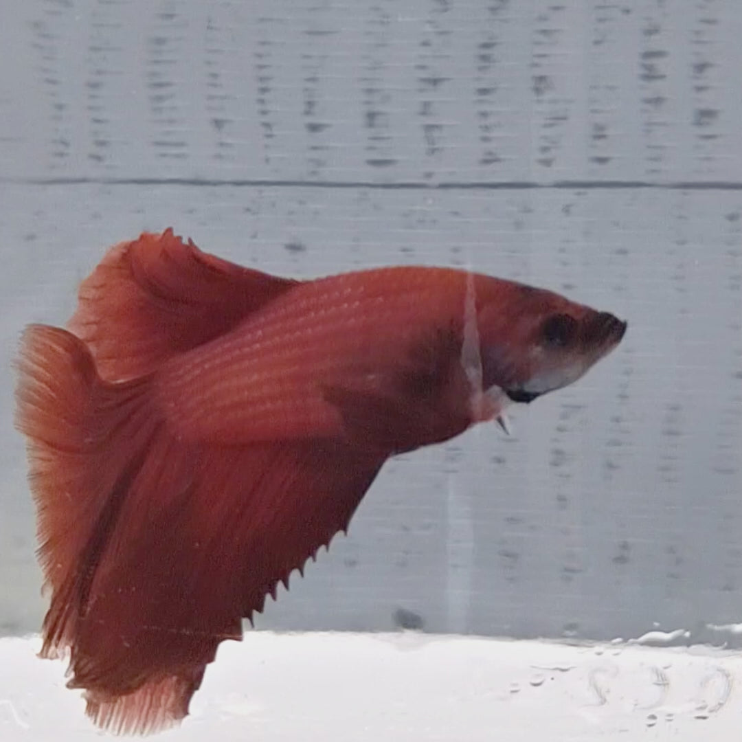 Halfmoon Red - HM00008