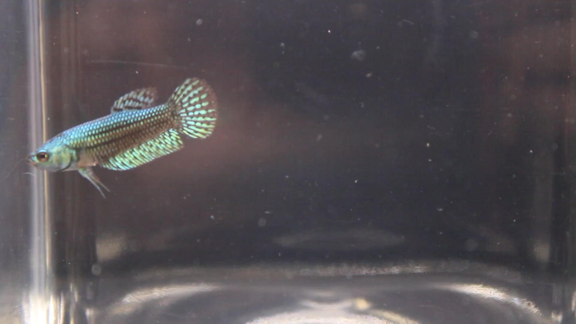 Alien Green Femmina - AL00010