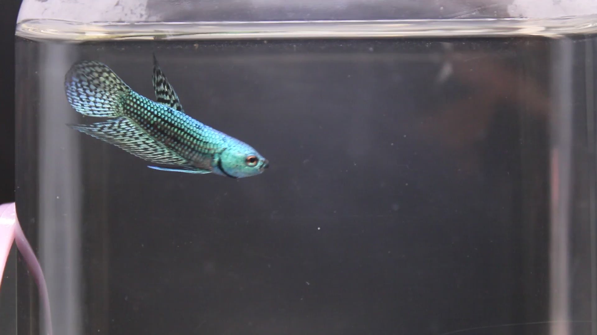 Alien Green Maschio - AL00005