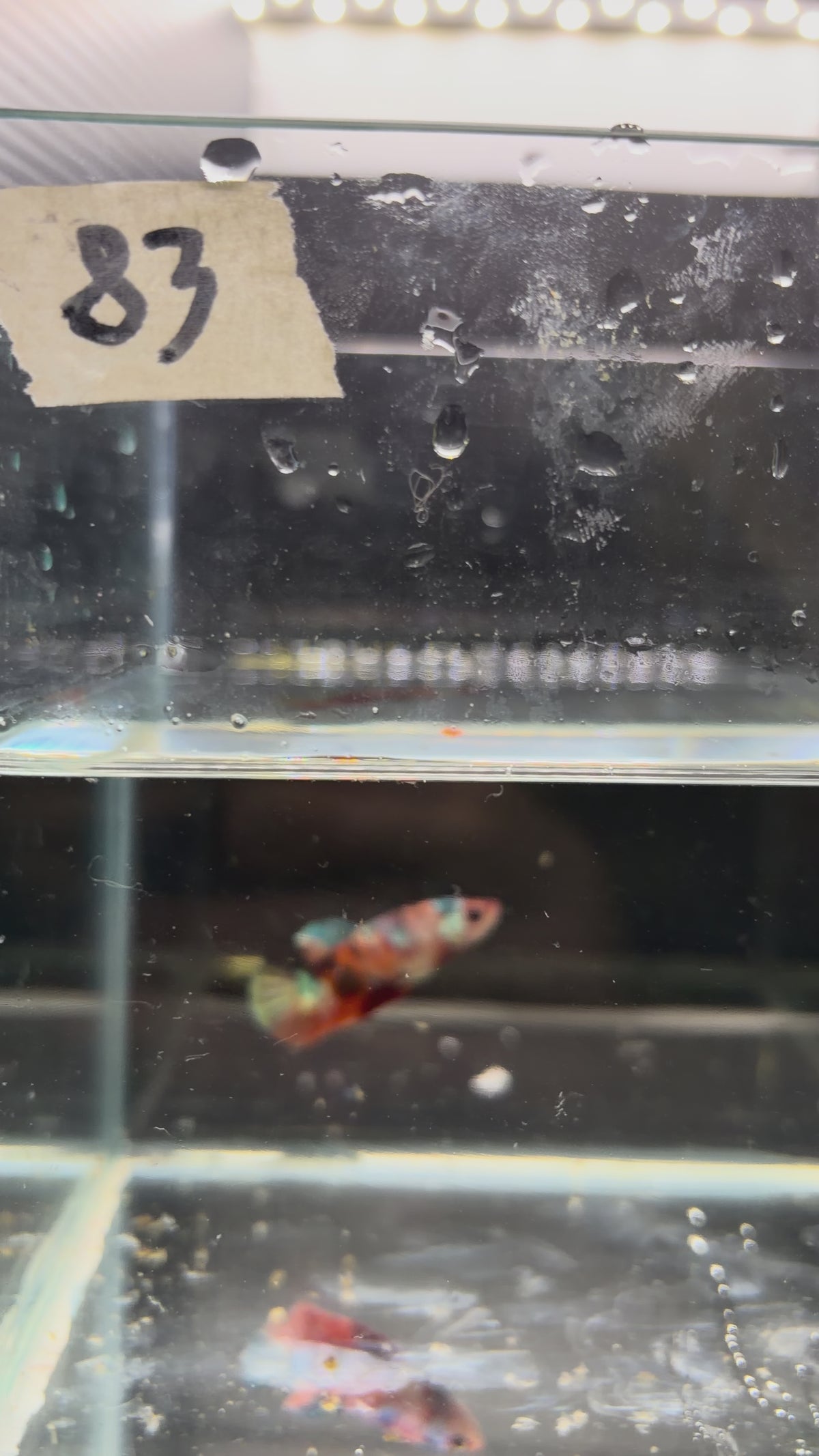 Plakat Candy (Female)PK83