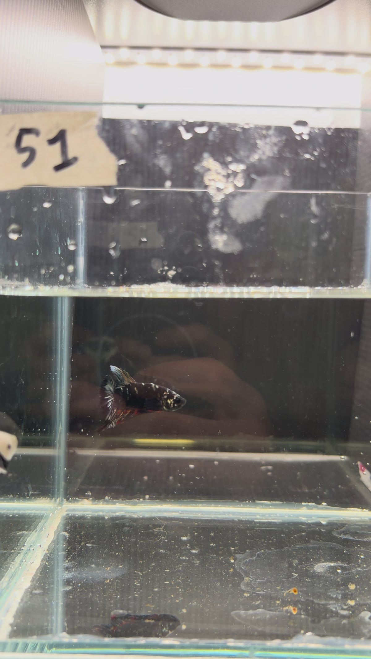 Plakat Nemo avatar gold HMPK51(male)