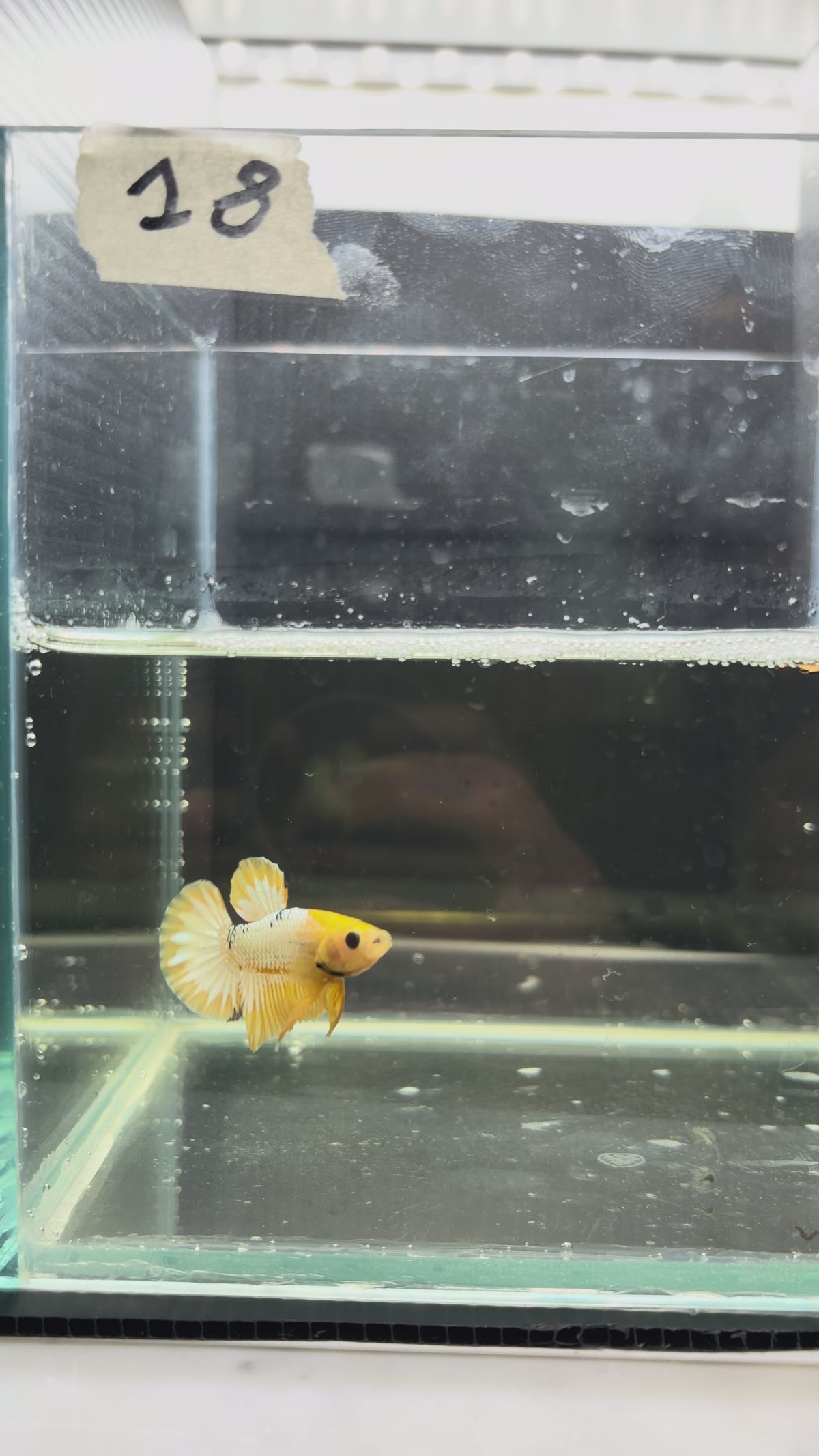 Plakat Hellboy Yellow Cooper HMPK18 (male)