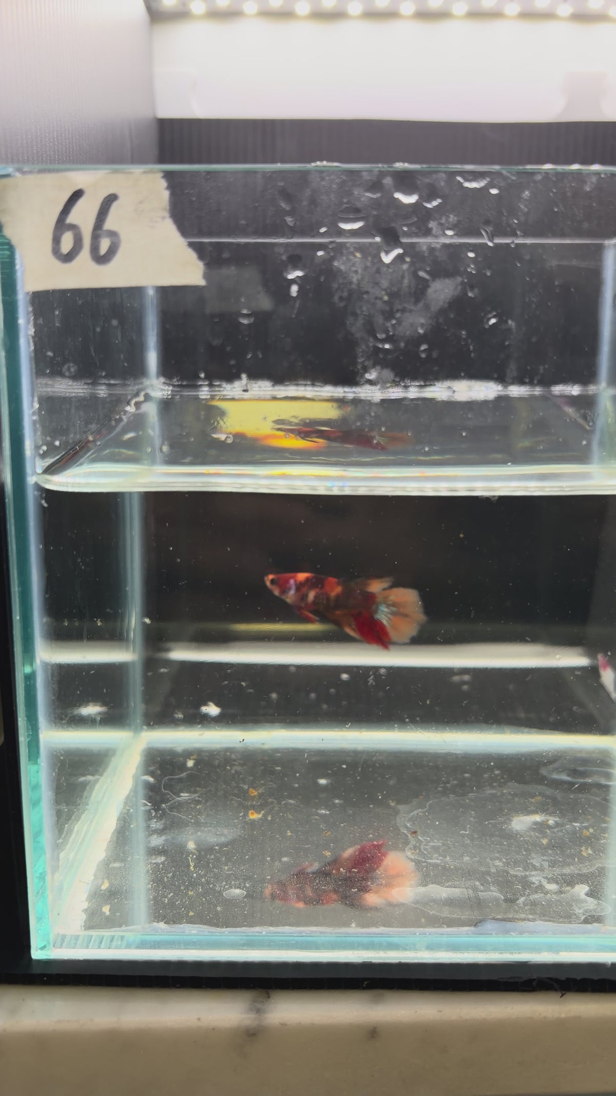 Halfmoon multicolor (Female)HM66