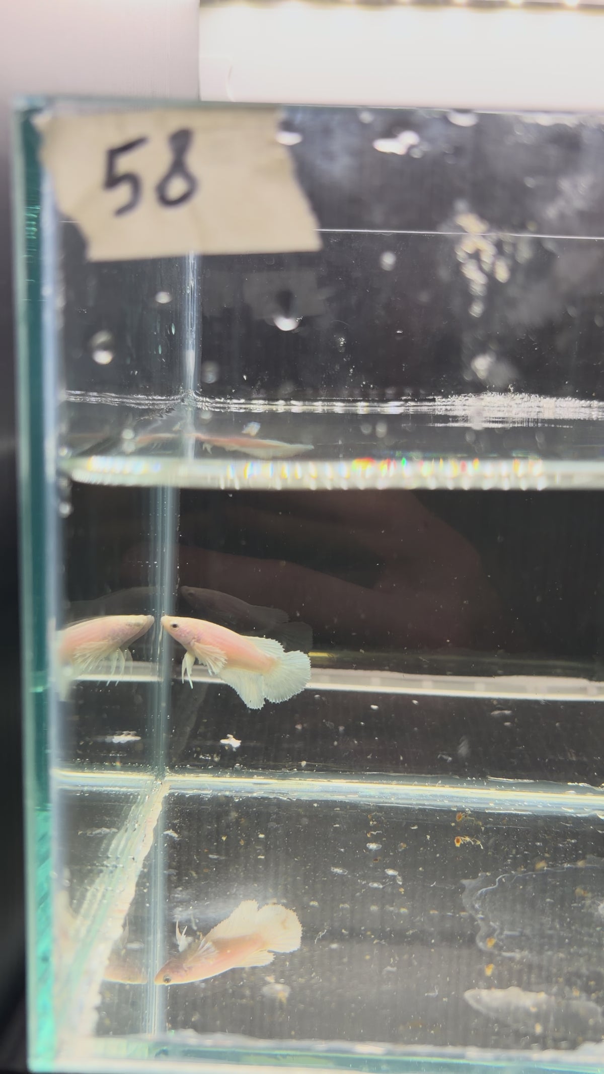 Plakat dumbo white platinum PK58(Female)