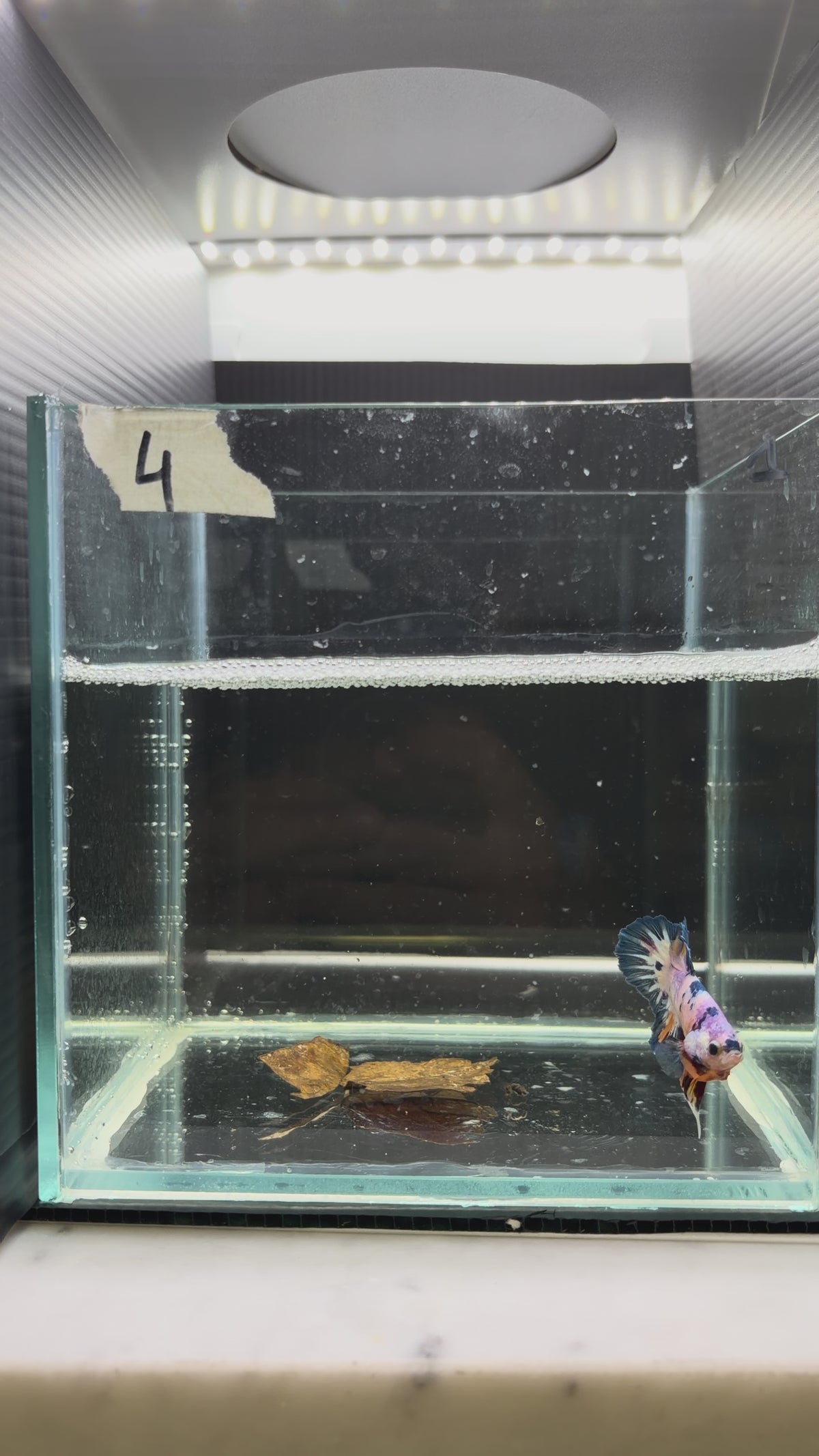 Plakat multicolor candy HMPK 4(male)