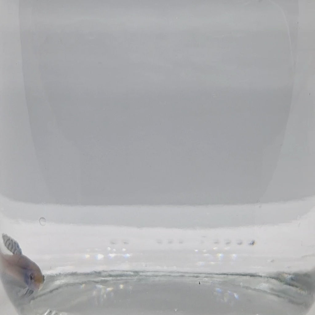 Alien Blue Femmina - AL00007