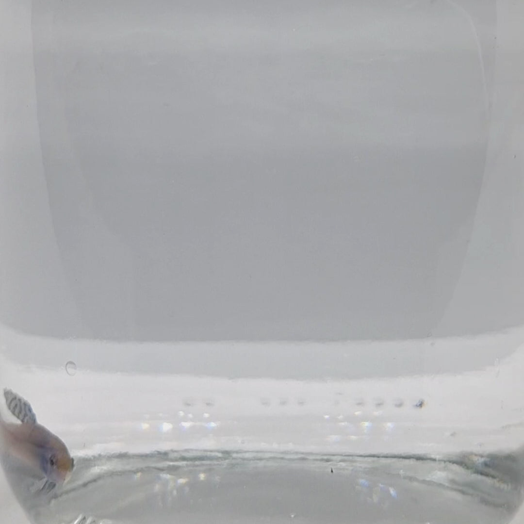 Alien Blue Femmina - AL00007